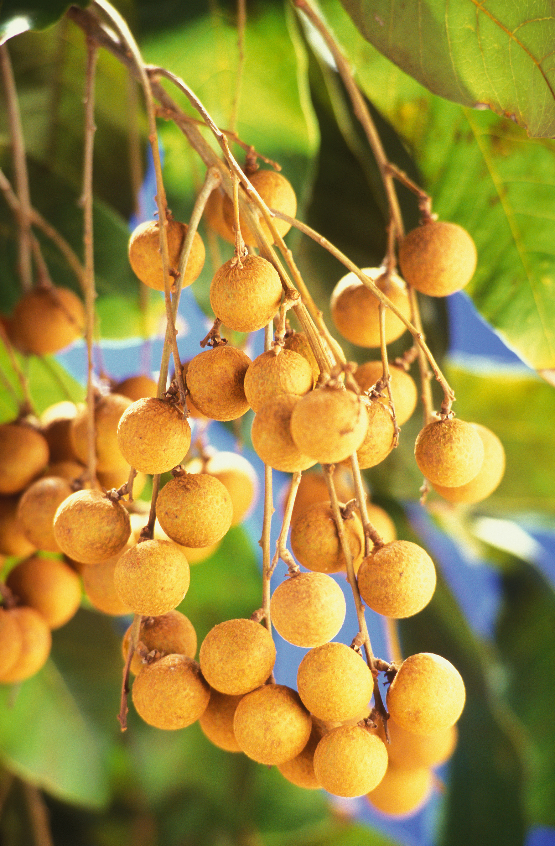 Лонган – сладкото бижу в плодовата корона на Китай